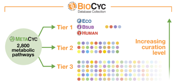 Diagram of three tiers of Databases within BioCyc 官方澳洲幸运5